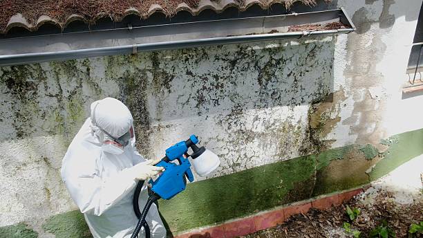 Mold Removal service in Woodville